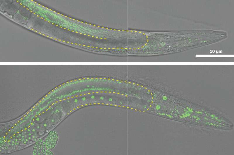 Here's how a worm's embryonic cells changed its development potential