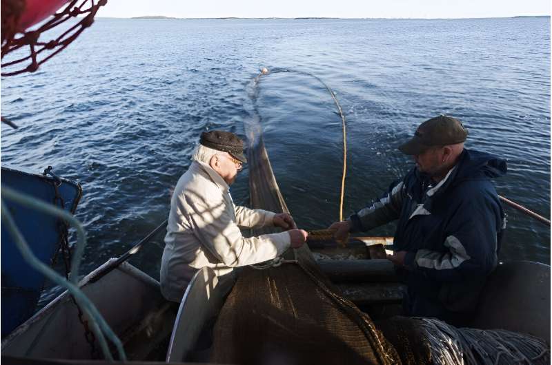 Herring fishermen Holger Sjogren (L) lets out the net on his boat off Kotka, Finland