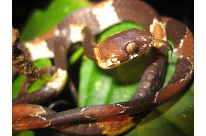 Hidden in plain sight: snake named 46 years after first discovery