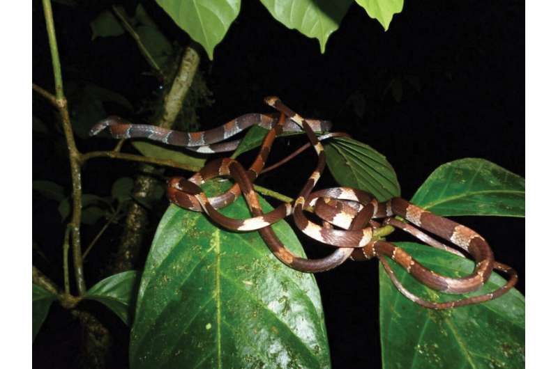 Hidden in plain sight: snake named 46 years after first discovery