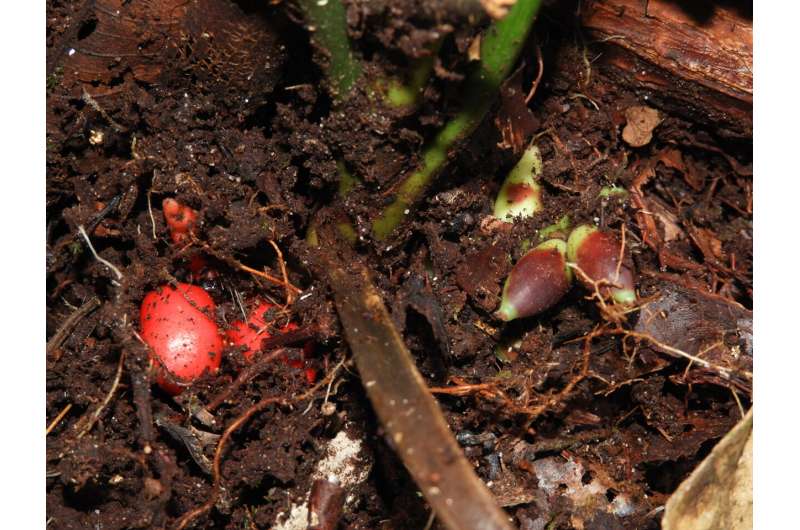 Hidden in plain sight: Rare palm species that flowers underground discovered as new-to-science in Borneo