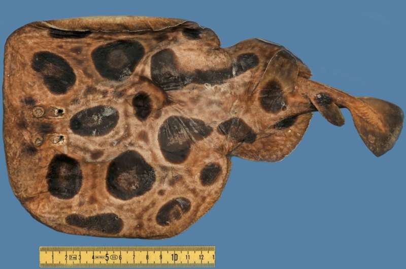 Hidden or extinct? Genome analysis of a 120-year-old torpedo ray specimen confirms species status