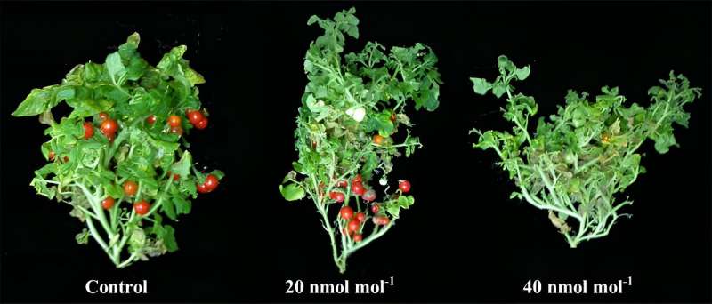 High heat, ethylene levels independently halt tomato fruit set