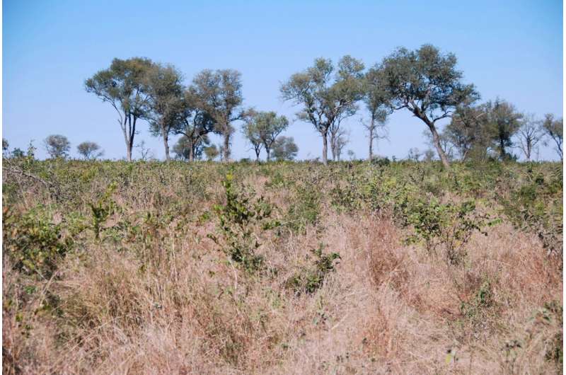High intensity fires do not reverse bush encroachment in an African savanna
