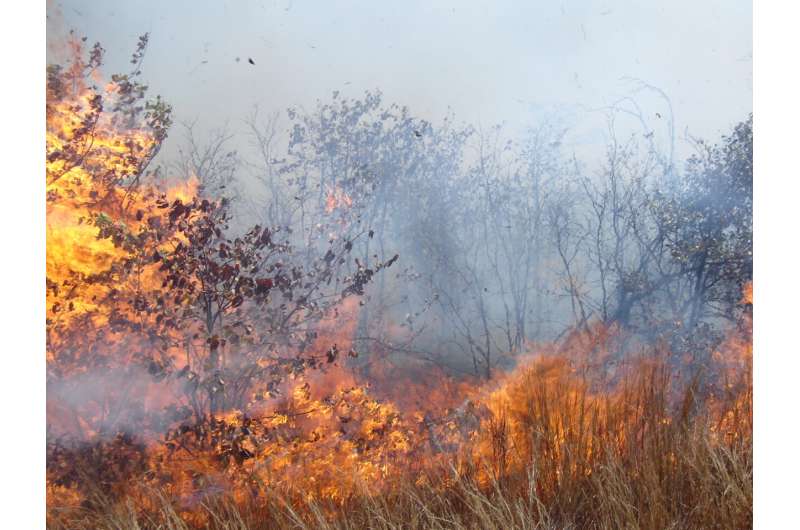High intensity fires do not reverse bush encroachment in an African savanna