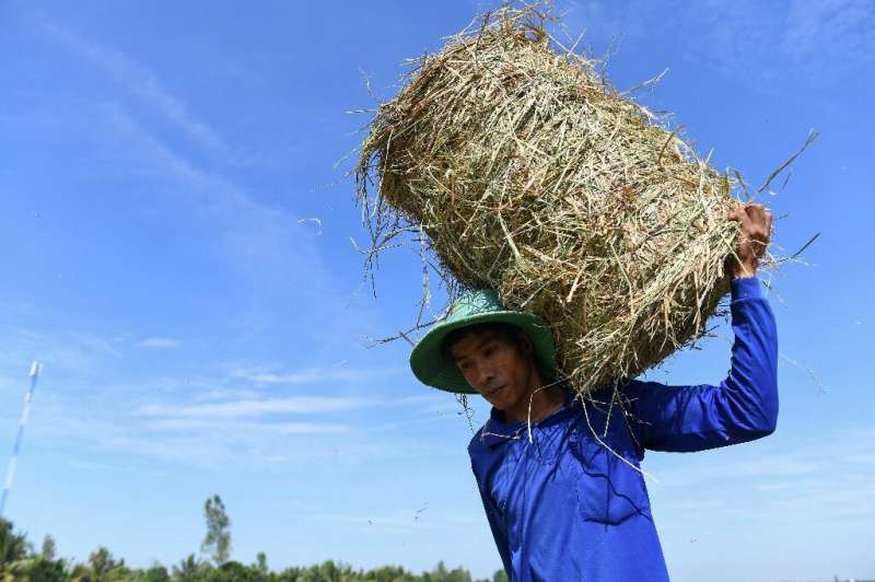 High levels of methane are generated by bacteria that grow in rice paddies and thrive if leftover straw rots in the fields after