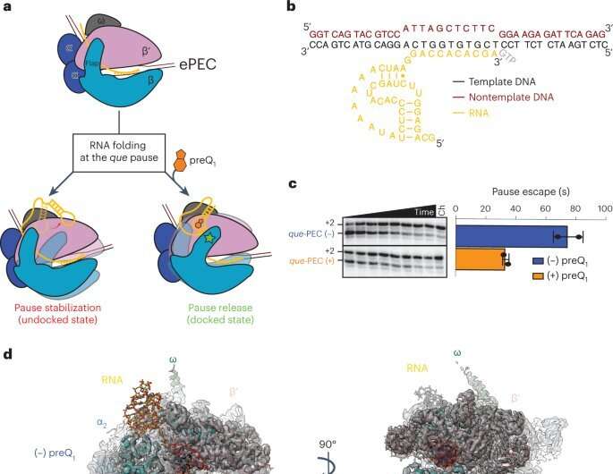 High-resolution images reveal workings of a bacterial RNA riboswitch, a promising new target for antibiotics