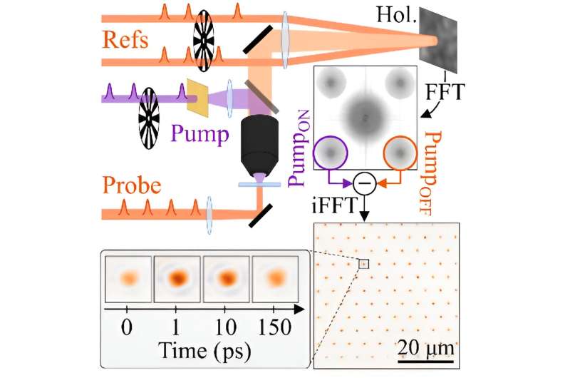 High-sensitivity visualization of ultrafast carrier diffusion by wide-field holographic microscopy