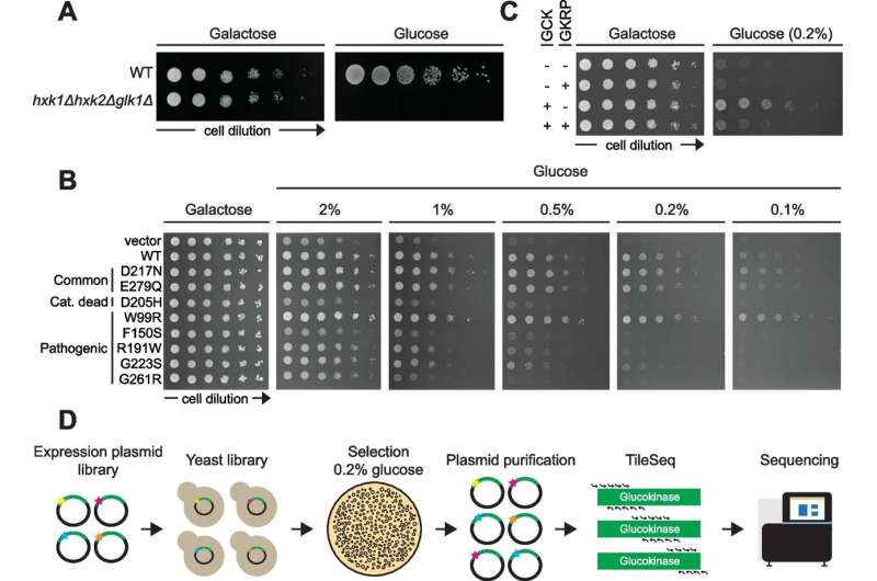 High-throughput experiments might ensure a better diagnosis of hereditary diseases