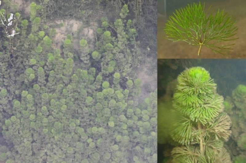 High tolerance to underwater light attenuation may facilitate invasiveness of submersed plant Cabomba caroliniana