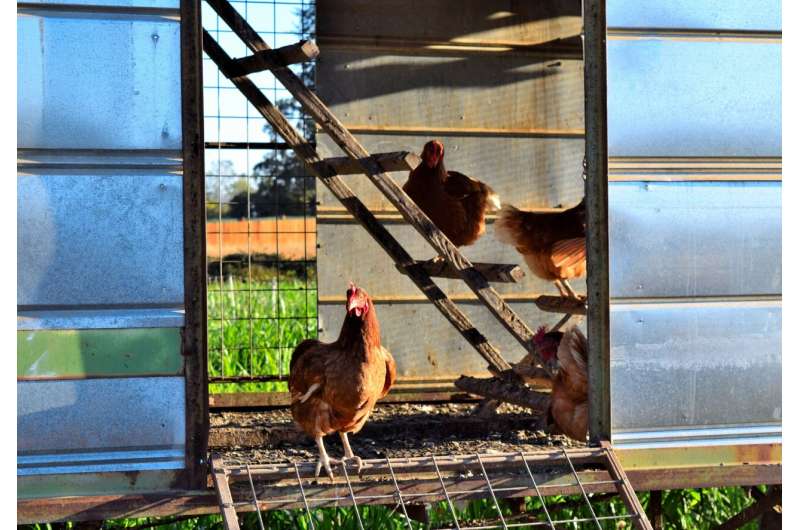 Los fuertes vientos pueden empeorar la propagación de patógenos en las granjas de pollos al aire libre