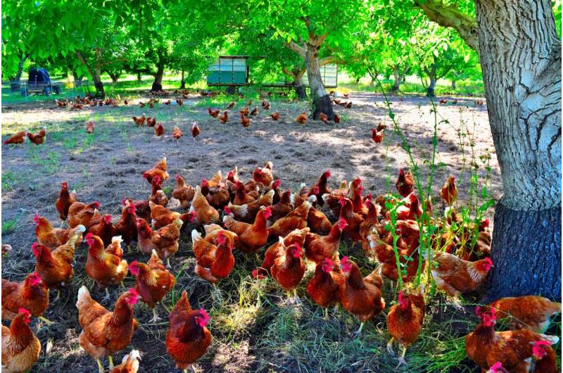 Los fuertes vientos pueden empeorar la propagación de patógenos en las granjas de pollos al aire libre
