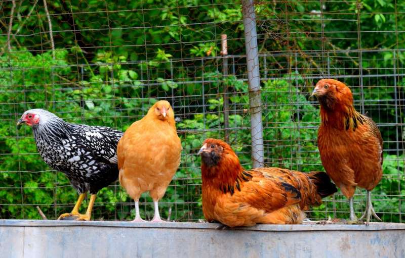High winds can worsen pathogen spread at outdoor chicken farms