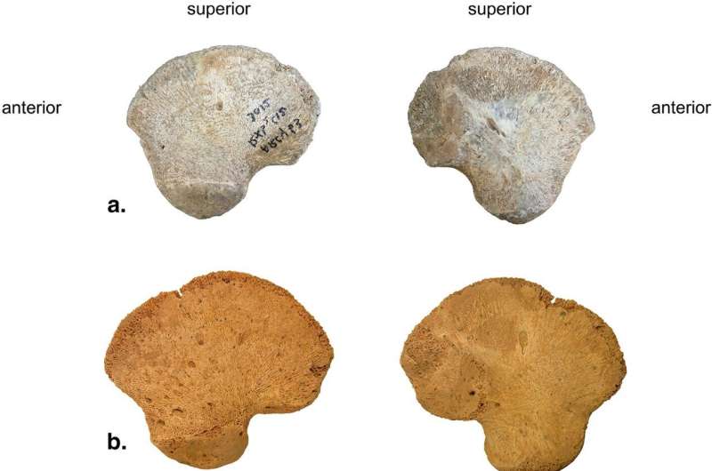 Hip bone found in cave in France may represent a previously unknown lineage of Homo sapiens
