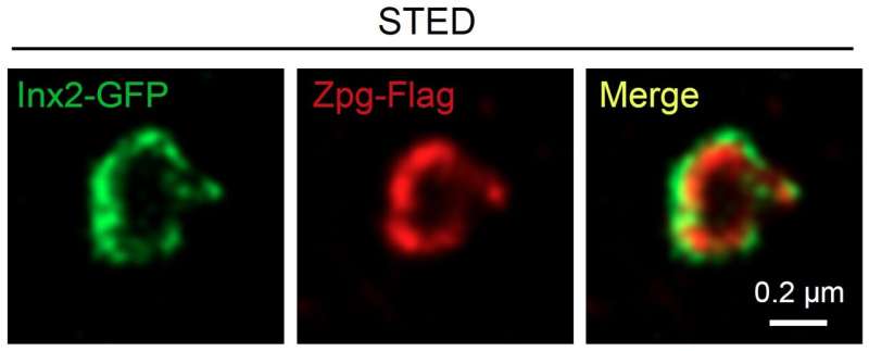 HKUST researchers find how stem cell niche guides differentiation into functional cells, significant step towards stem cell ther