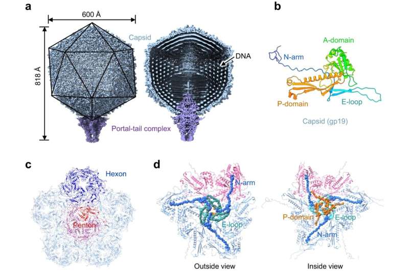 HKUST researchers report the high-res structure of a cyanobacterial virus
