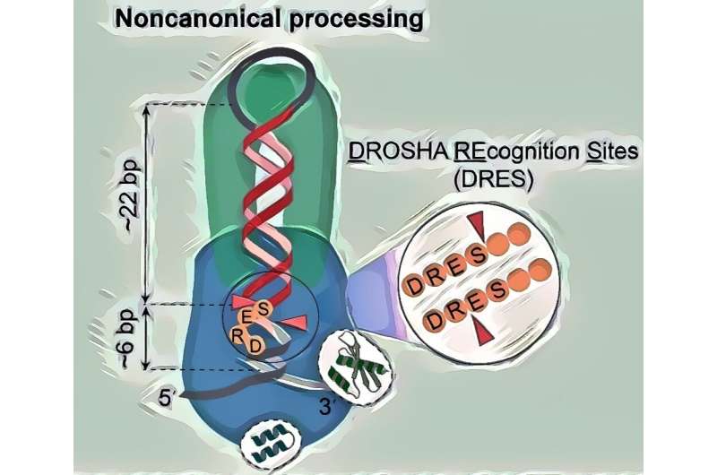 HKUST researchers unveil long-sought noncanonical cleavage mechanism in miRNA biogenesis