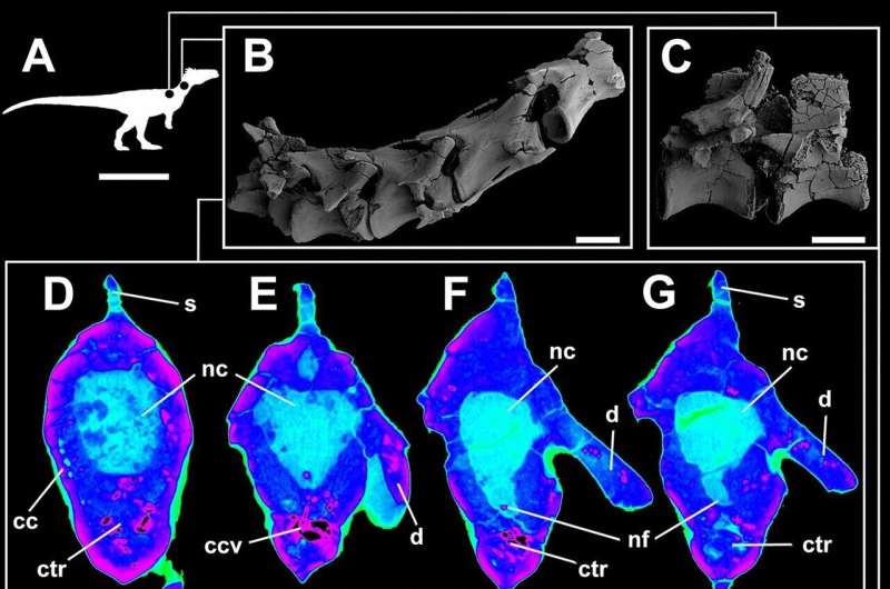 Hollow bones that let dinosaurs become giants evolved at least three times independently