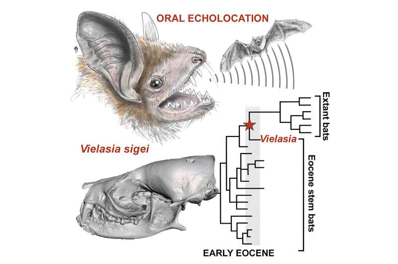 Holy bat skull! Fossil adds vital piece to bat evolution puzzle