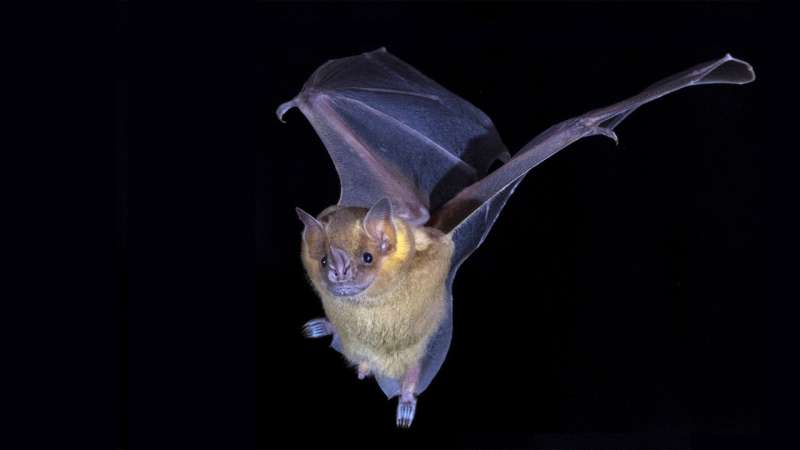 Holy immunity! Bat genes key against COVID, cancer