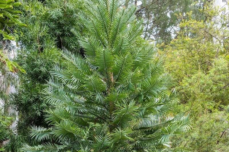 Home gardeners become accidental citizen scientists for Wollemi Pine