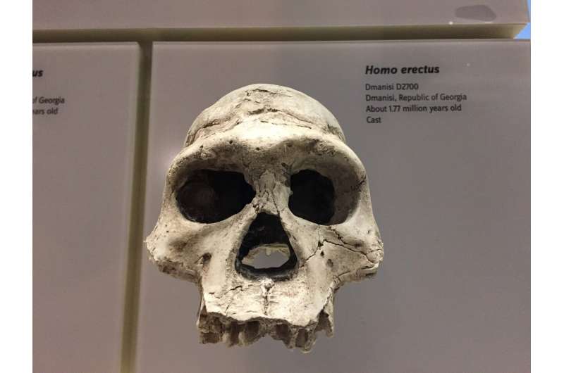 homo erectus
