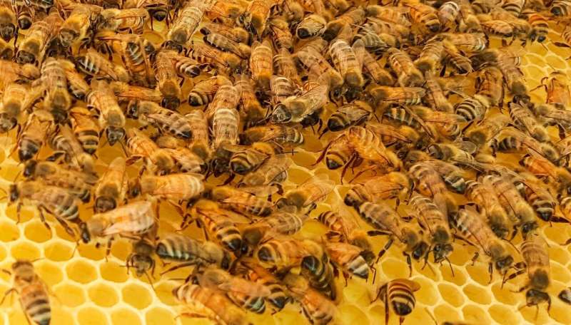 Honey bee drones