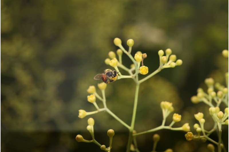 Honey bees receive flight instruction and vector source by following dance