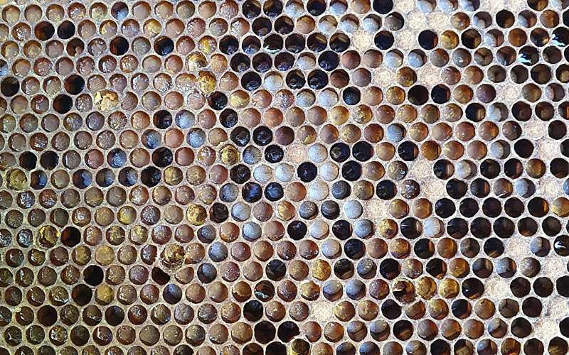 Honeybees are more selective in their choices for nutrition than previously thought