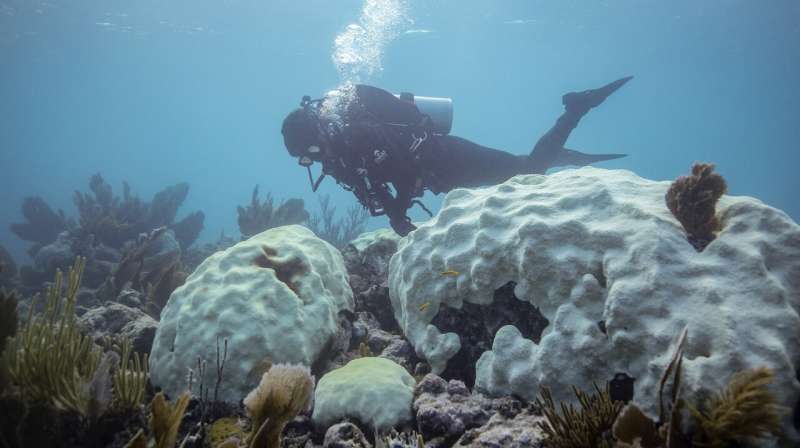 “Hope is hard” - Shedd Aquarium's recent research expedition reveals alarming extent of coral mortality in Florida
