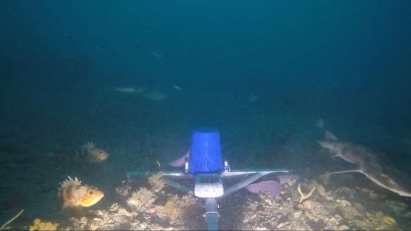 Hotspots of marine life discovered off Wellington's coast