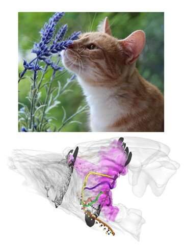 House cats' noses may function like highly efficient chemical analysis equipment