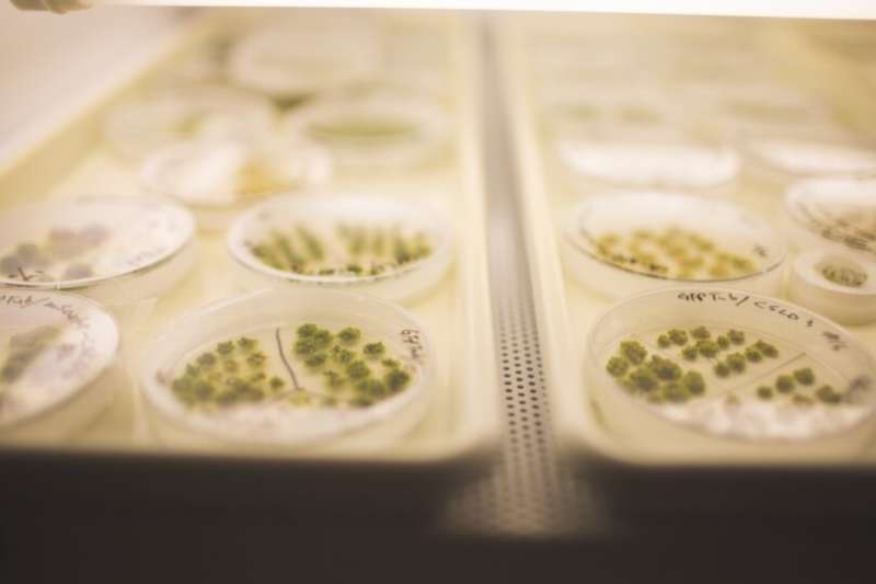 How a mysterious protein plays a crucial role in plant growth