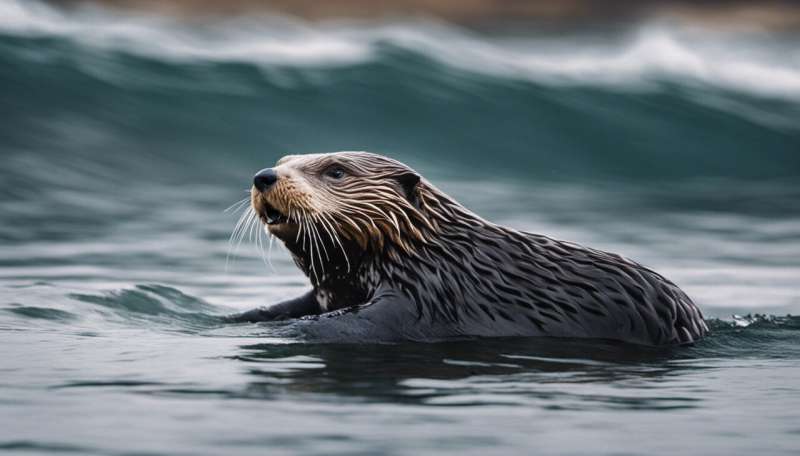 How a surfing sea otter reveals the dark side of human nature