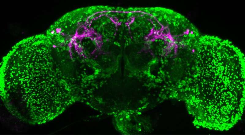 How aggression-promoting brain peptide works in fruit flies