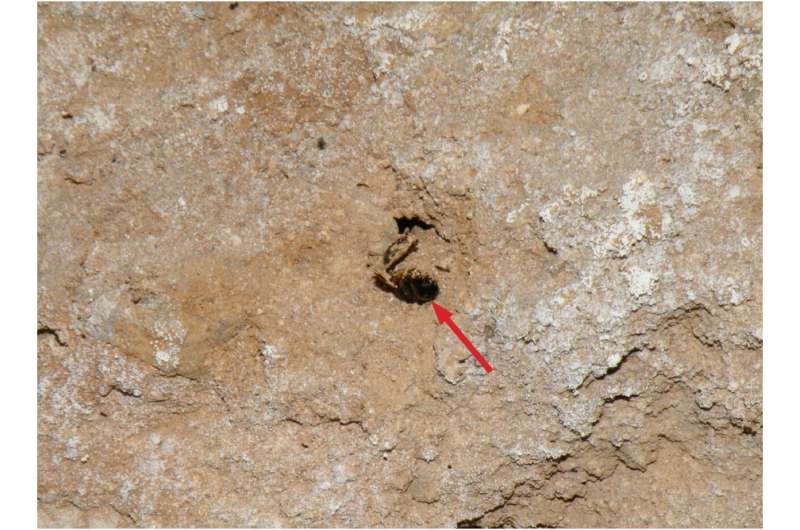 How ancient bee burrows led to a better understanding of Neanderthals