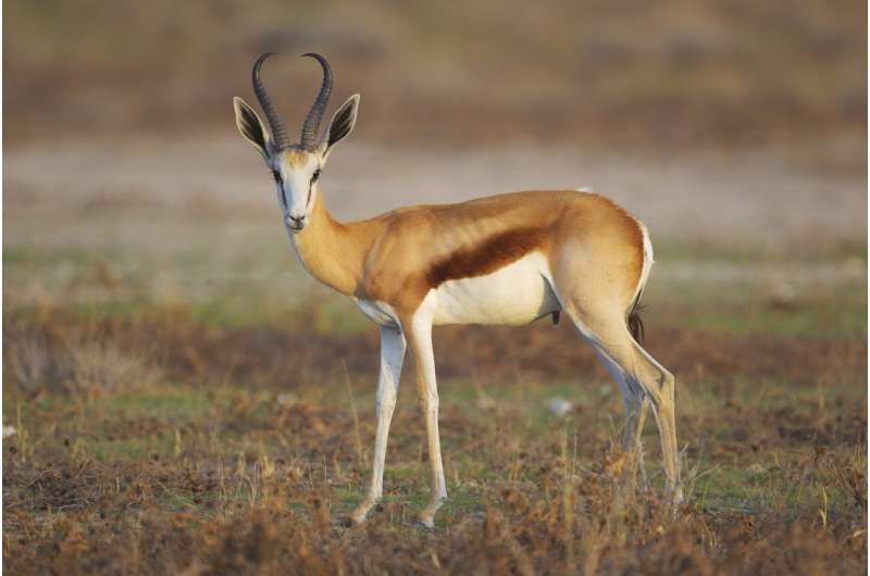 How antelopes under threat from the climate crisis have responded to rising temperatures