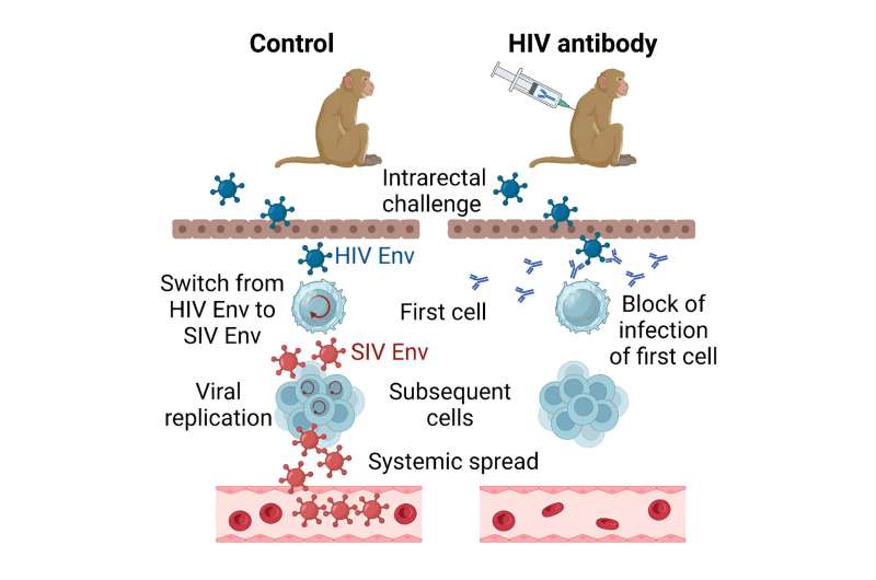 How antibodies offer protection against an infection with HIV