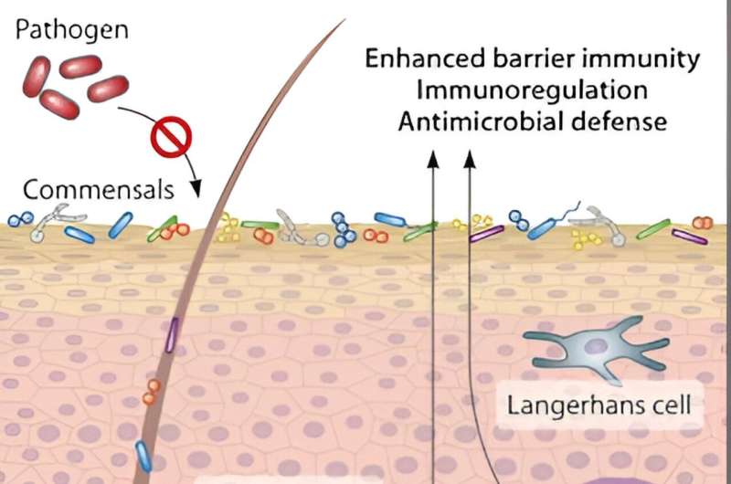 How bacteria support wound healing