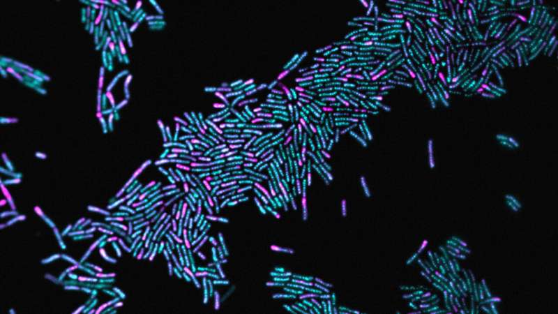 How bacteria surf cargo through the cell