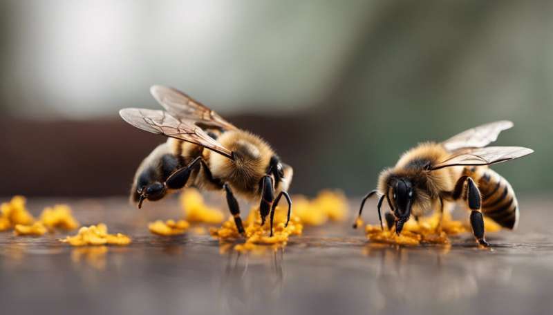 How bees can monitor pollution for us—everything from toxic metals to antimicrobial resistance