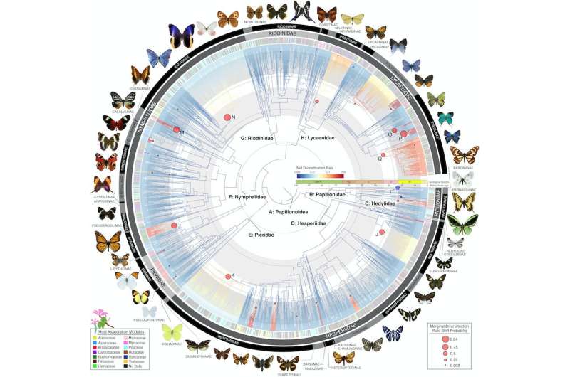 How butterflies conquered the world: a new 'family tree' traces their 100-million-year journey across the globe