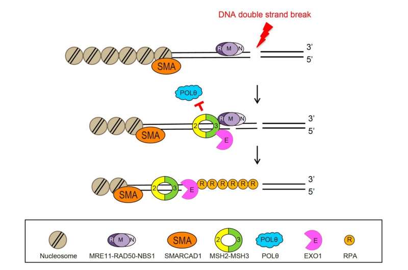 How cells select DNA damage repair pathways