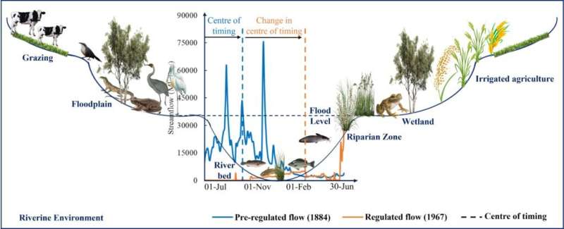 How climate and water management affect streamflow seasonality