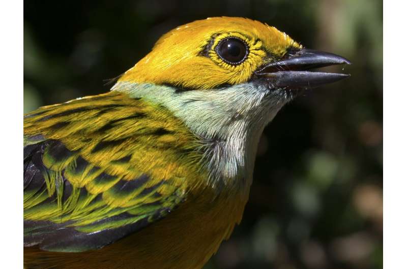 How coffee plantations limit birds' diets