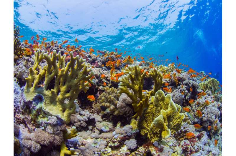 How coral reefs can survive climate change