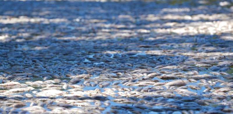 How did millions of fish die gasping in the Darling—after three years of rain?