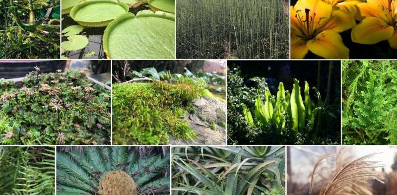 How did plants first evolve into all different shapes and sizes? We mapped a billion years of plant history to find out