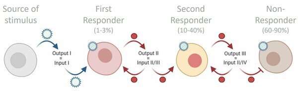 Como as células espalham a palavra sobre uma infecção viral?