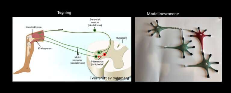 How do our nerve cells work together?